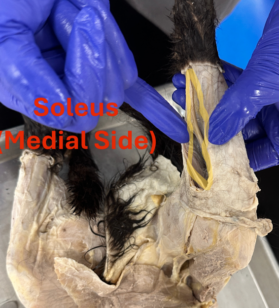 <p>Soleus (<strong><mark data-color="rgba(0, 0, 0, 0)" style="background-color: rgba(0, 0, 0, 0); color: inherit;">so-lee-us) </mark></strong>(Hindlimb deep muscle) l</p>