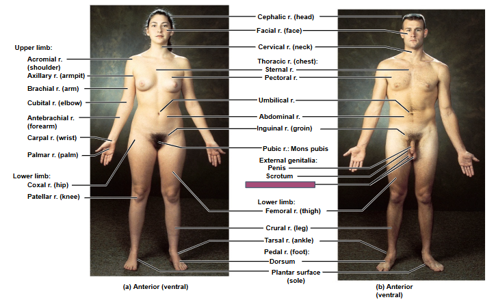 <p>Based on this anterior view, what is this region?</p>