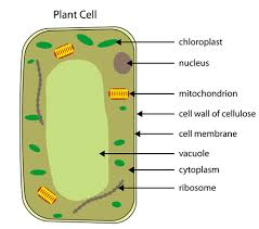 <p>vacuole</p><p>chloroplast</p><p>cell wall</p>