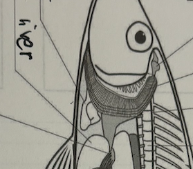 <p>fish (leftmost pointing line)</p>