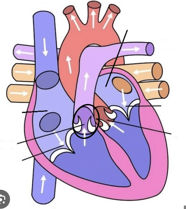 <p>right ventricle into pulmonary artery</p>