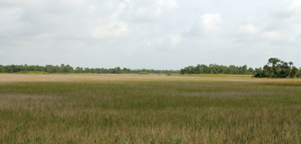 <p><span><span>Primarily herbaceous community growing in narrow to broad shallow channel with intermittently flowing water.</span></span></p><p><span><span>Can dry out completely, but can have varying hydroperiods dependent on location.</span></span></p><p><span><span>Often found in areas that become flooded with slow moving water from upstream sources of local rainfall.</span></span></p><p><span><span>Shallow or slightly deep with a slough in the middle. Soil can be sand or peat</span></span></p>