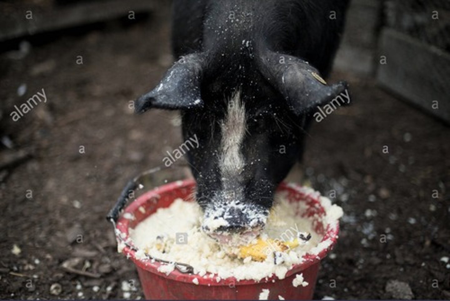 <p>kitchen refuse and scraps of waste food mixed with water for feeding to pigs.</p>