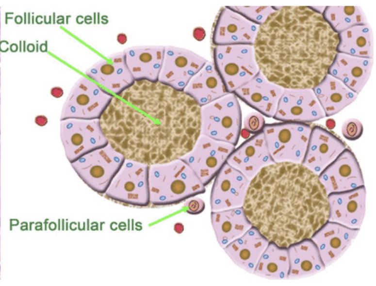 <ul><li><p>consists of <u>hollow spaces </u>called <mark data-color="yellow" style="background-color: yellow; color: inherit;">thyroid follicles</mark> lined with simple cuboidal epithelium composed of follicular cells that produce thyroxine (T4) and&nbsp;Triiodothyronine (T3)</p></li><li><p>outside of the follicles are p<mark data-color="yellow" style="background-color: yellow; color: inherit;">arafollicular cells that secrete calcitonin</mark></p></li></ul><p></p>