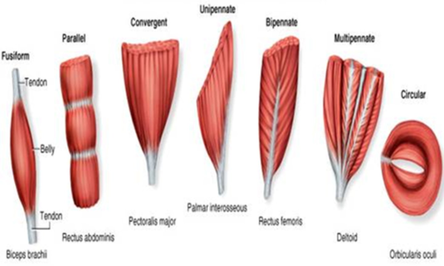 <p>Circular (orbicularis), Convergent (pectoralis major), Parallel (sartorius), Pennate (deltoid)</p>