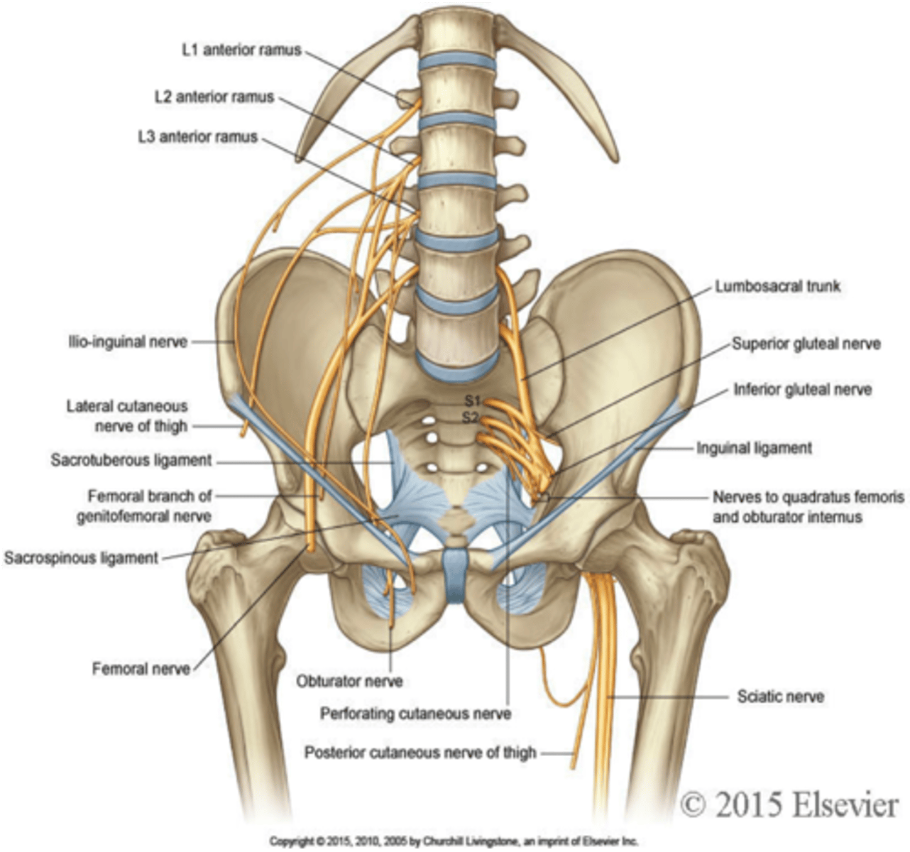 <p>Formed of L2-S2 rami. Supplies the lower limb.</p>