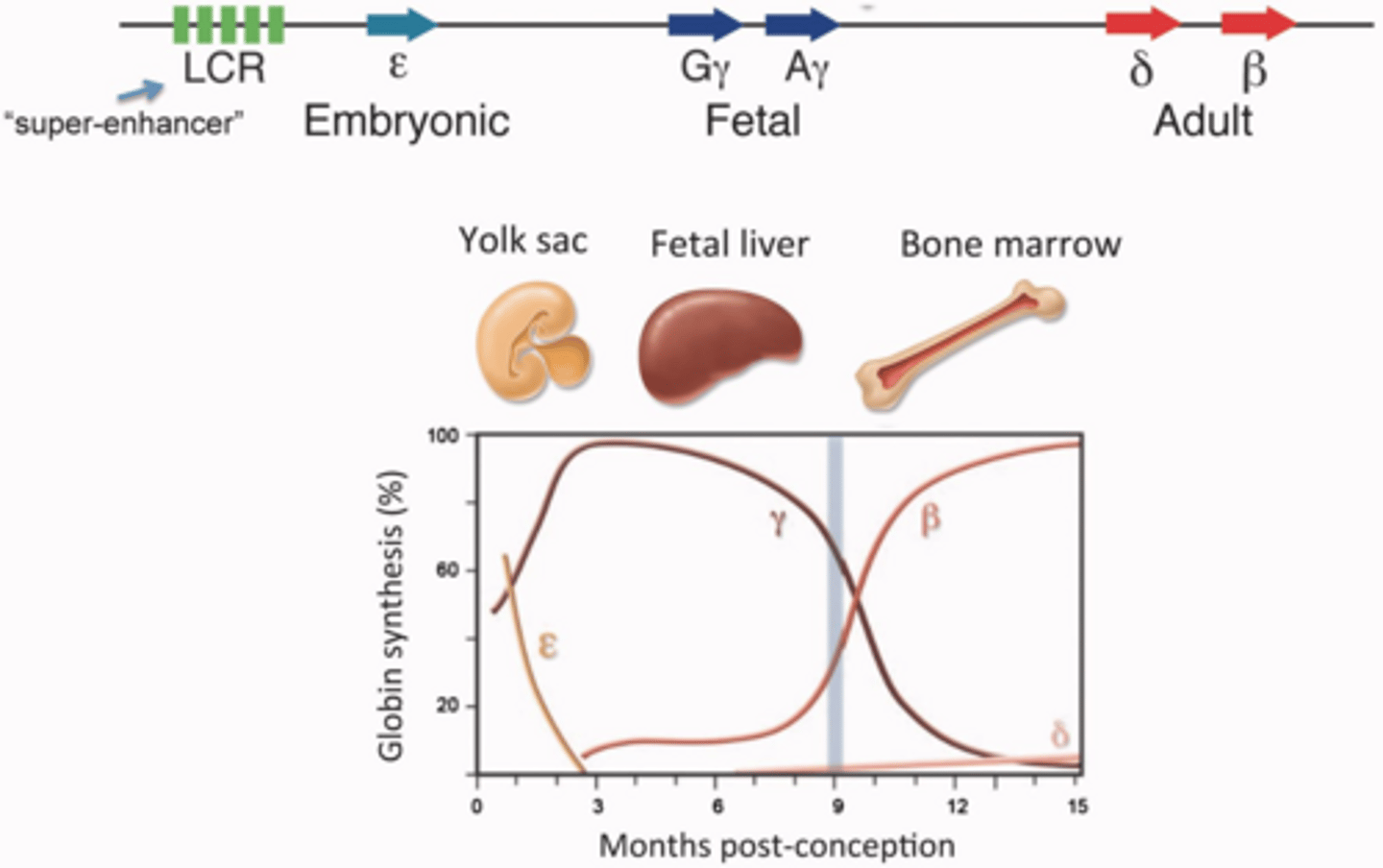 <p>It is a target for modulating hemoglobin expression, particularly relevant in treating hemoglobinopathies like sickle cell anaemia and beta-thalassemia.</p>