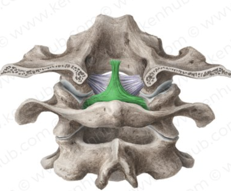 <p><span>Describe the Anterior Atlantoaxial Ligament (membrane).</span></p>