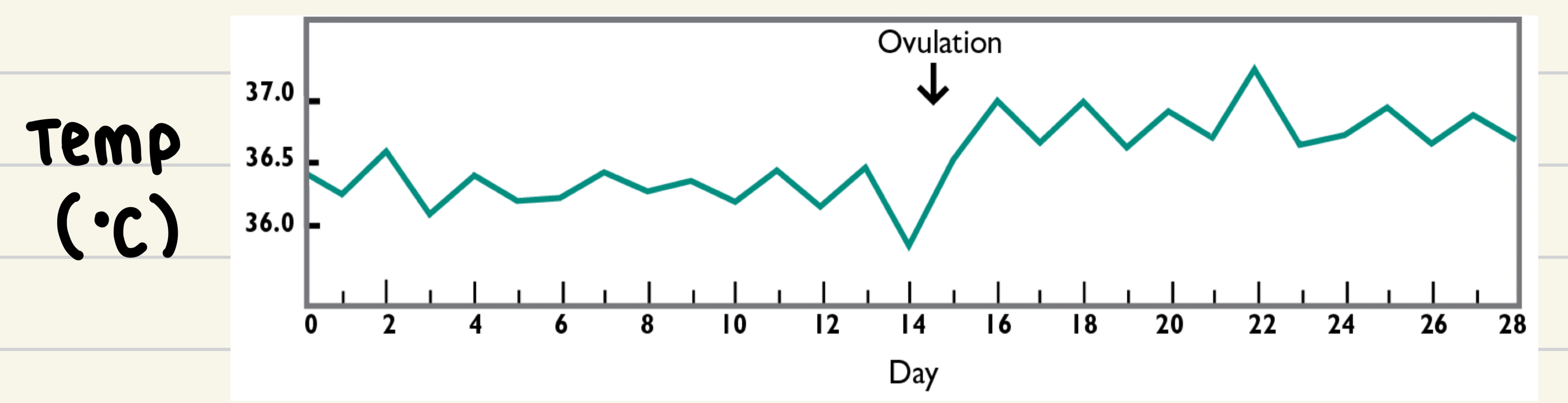 * Body temperature higher in second part of cycle 
* Thought to be sure to the effects of progesterone or metabolic rate 
* Used as an indicator of ovulation 