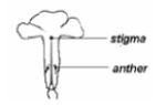 <ul><li><p><span>In plants with <u>bisexual flowers</u>, the <u>anthers and stigma</u> <u>mature at different times</u></span></p></li><li><p><span><u>Stigmas may be situated some distance away from the anthers</u> e.g. stigma located above the anther</span></p></li></ul><p></p>