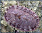 <p>chitons</p><p>think “many plates” </p>