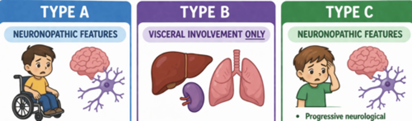 <p>Types A and C = neuronopathic features</p><p>Type B = visceral involvement only</p>