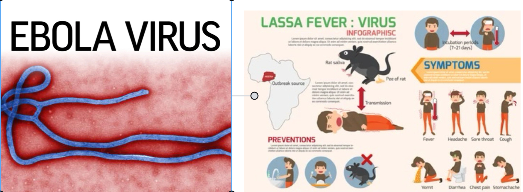 <ul><li><p>Ebola virus</p></li><li><p>Lassa virus</p></li></ul><p></p>