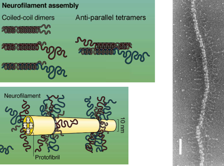<ul><li><p>Their coil tails dimerize and then form anti-parallel tetramers to create lateral projections in neurofilaments.</p></li><li><p>They’re surrounded by protofibrils, and the tails that stick out interact with other filaments. They can thus form bridges with other NFs</p></li></ul><p></p>