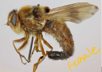 <ul><li><p>morphology: large dark fly, yellow hair, red eggs around cardia (G. intestinalis), yellow in pylorus and duodenum (G. nasalis) </p></li><li><p>feeding: adults do not feed</p></li><li><p>overwinter: inside host </p></li><li><p>hatching: stimulated by licking </p></li><li><p>predilection site: stomach of equines, eggs in hair </p></li><li><p>pathology: none, rarely stomatitis, local inflammation of the stomach</p></li><li><p>treatment: at owner request </p></li></ul>