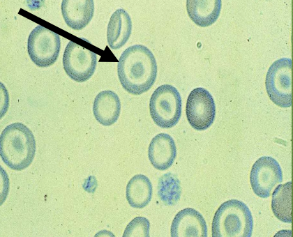 <p>What type of cell? </p>