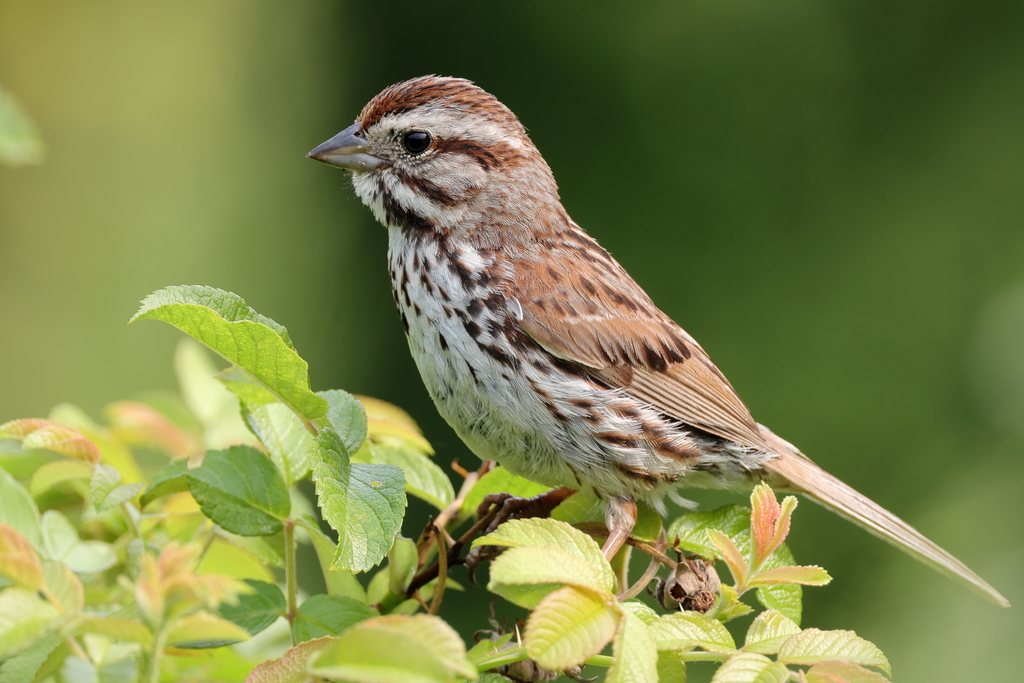 Passeriformes - Emberizidae - Melospiza melodia