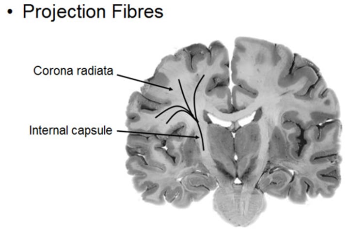 <p><strong>Connect cerebral cortex to brainstem and spinal cord</strong></p><ul><li><p>Afferent: project to outer cortical layers (input)</p></li><li><p>Efferent: project from pyramidal neurons (output)</p></li></ul>