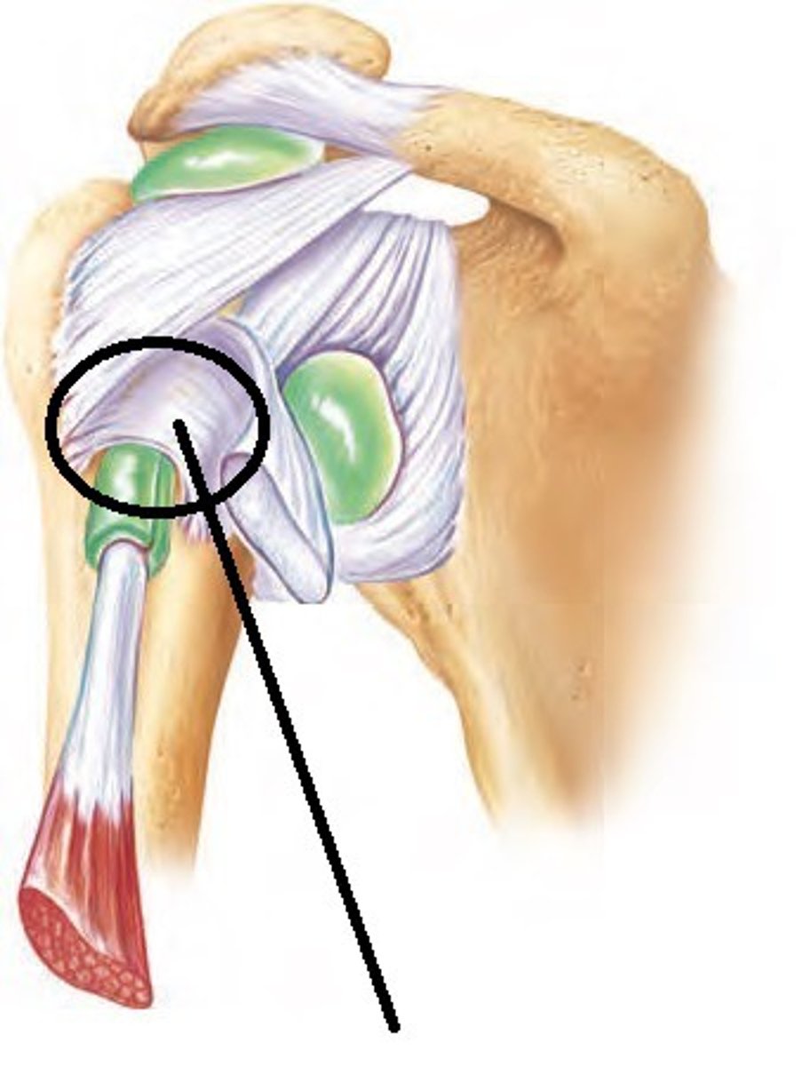 <p>narrow ligament that extends between the greater and lesser tubercles of the humerus, biceps tendon runs through</p>