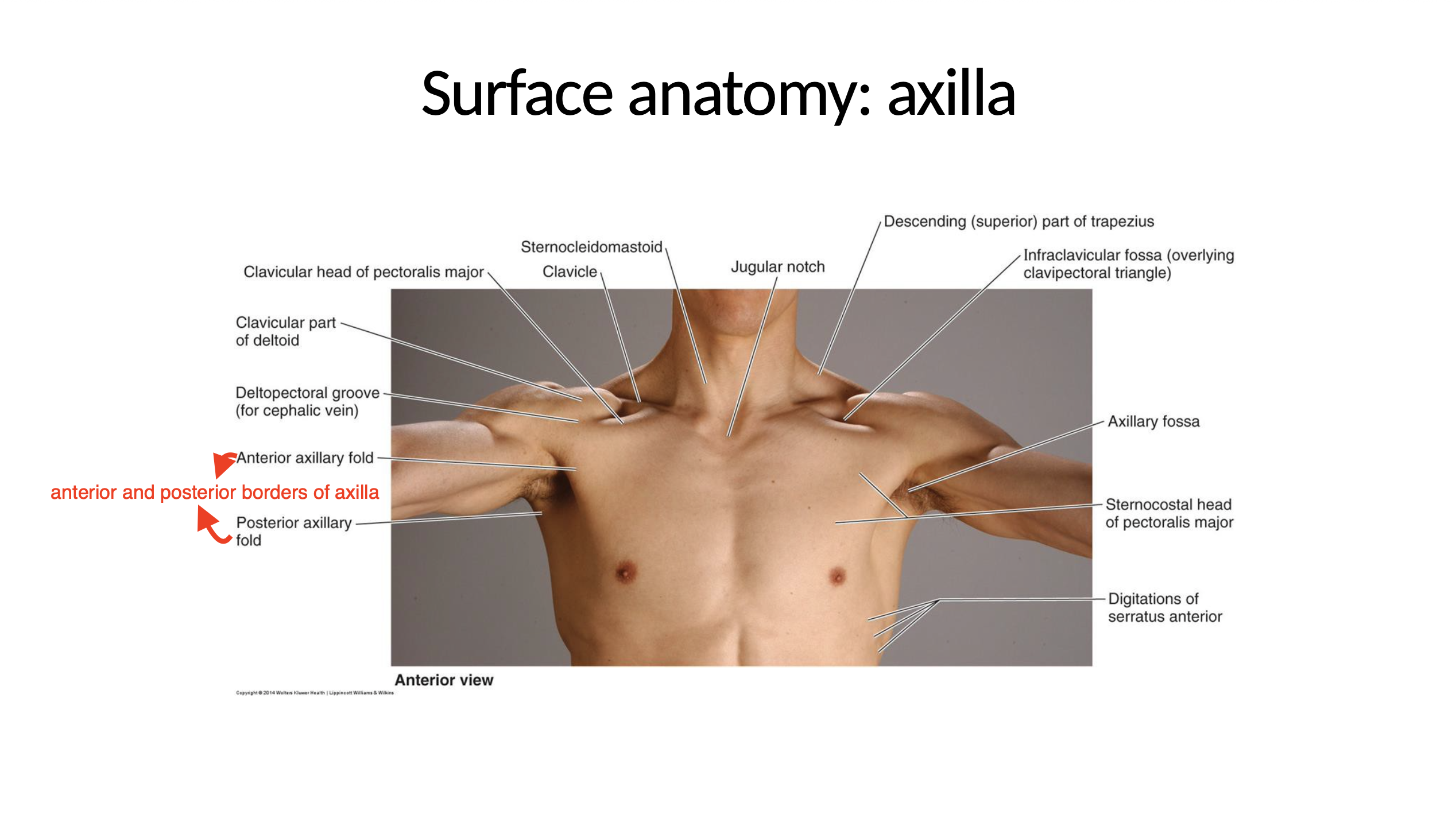 <p>inferior angle of pec major</p>