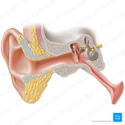 <p>The smallest and the lightest bone of the human body; one of three bones of the middle ear along with the malleus and incus. These three bones are collectively called auditory ossicles. They are primarily responsible for sound conduction from the tympanic membrane to the middle ear.</p>