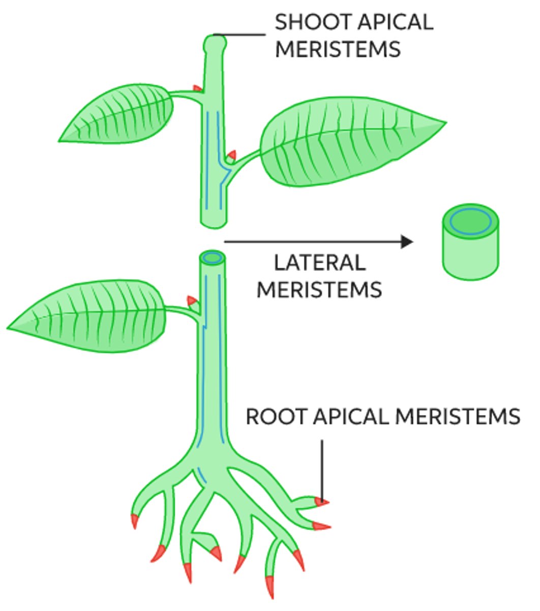 <p>apical and lateral</p>