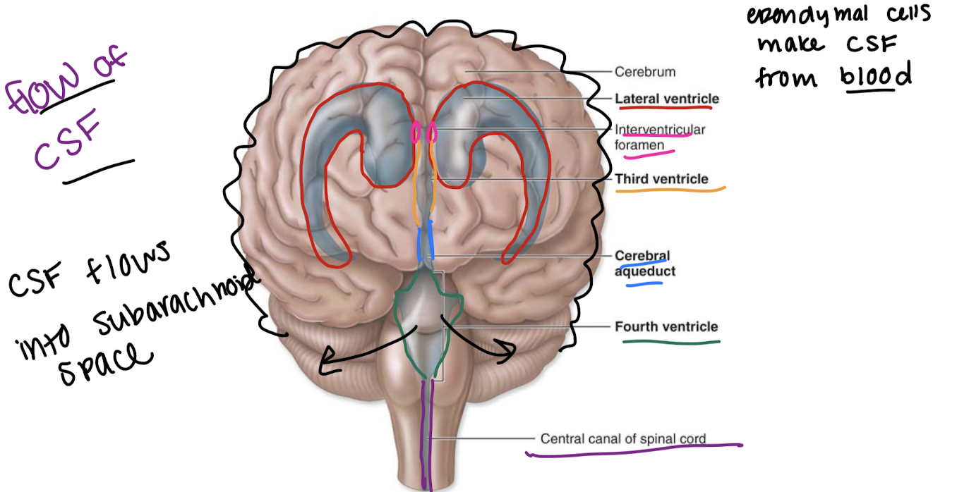 knowt flashcard image