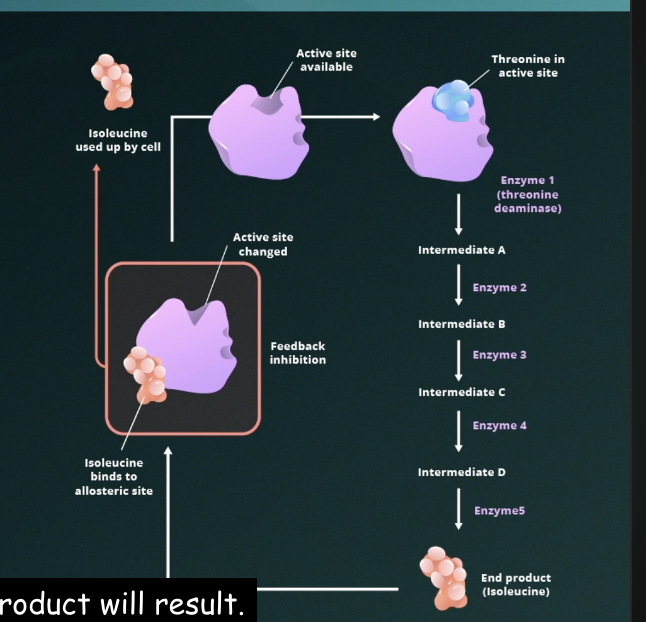 <p>Negative Feedback/Feedback Inhibition</p>