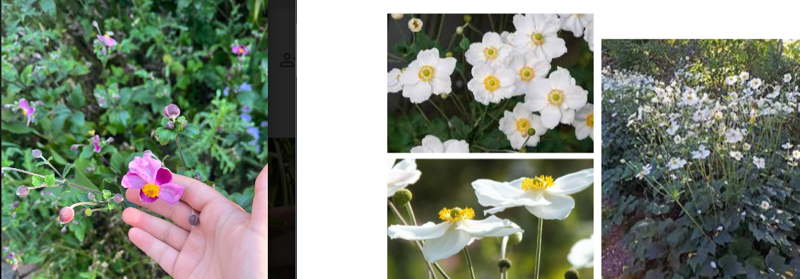 -flowers can be white-pink