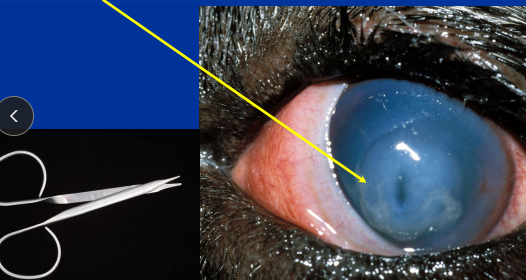 <p><span style="background-color: transparent;"><strong><span>Melting Keratomalacic Ulcer</span></strong></span></p>