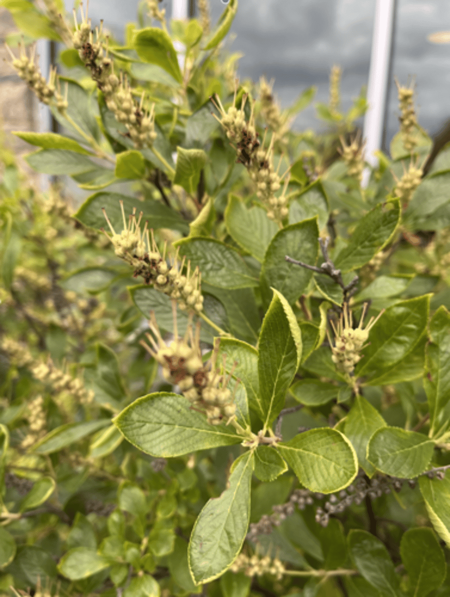 <p>obovate leaf w/ serrate bristle margin, infructescence, capsule w/ persistent style, not self-cleaning</p>