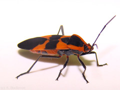 terrestrial