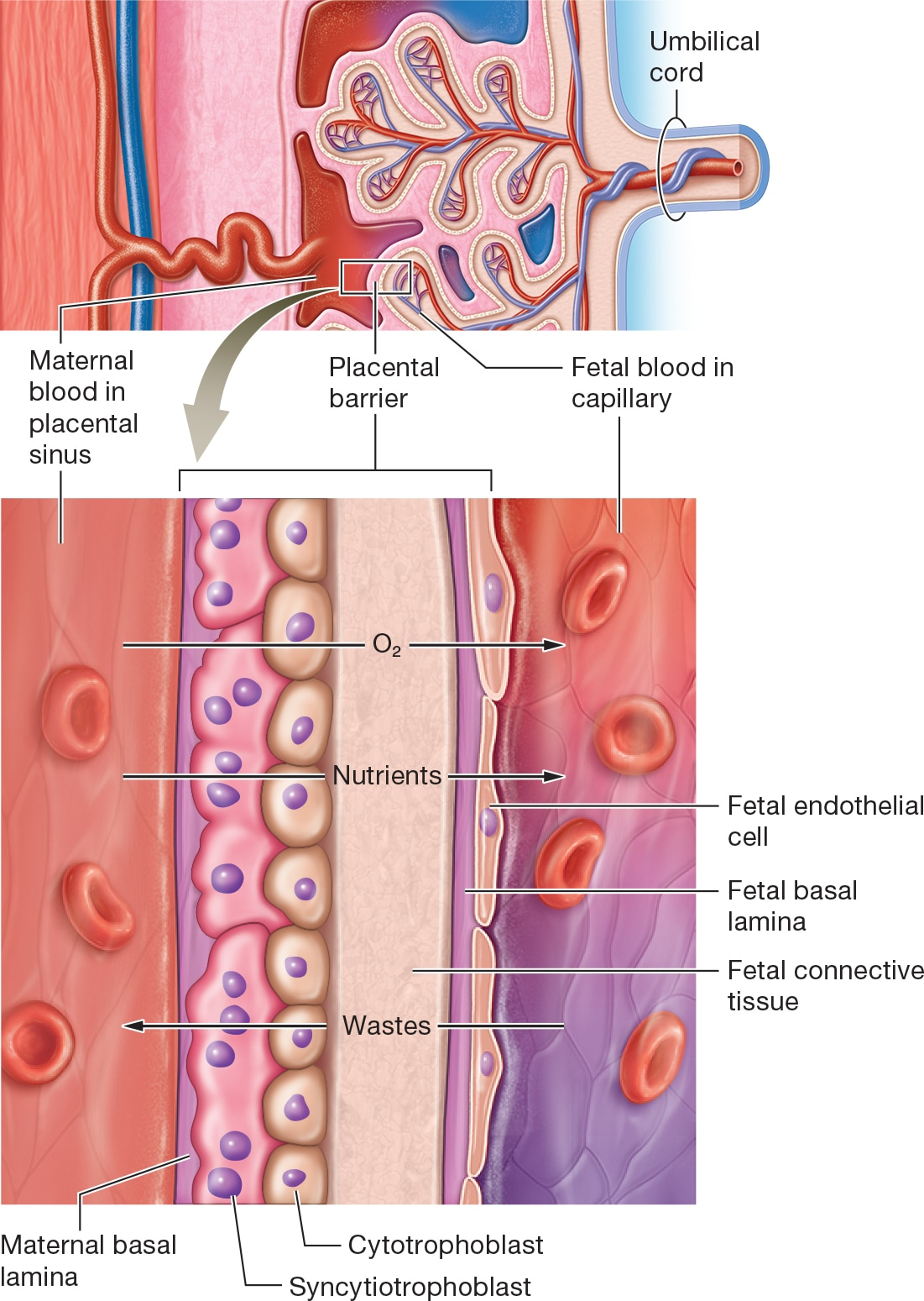 <p><strong>Placenta Overview</strong></p><p>The placenta is a temporary organ that forms during pregnancy, connecting the mother and fetus. It develops from both fetal and maternal tissues, with the fetal portion formed by chorionic villi and the maternal portion by the decidua basalis.</p><p><strong>Functions of the Placenta</strong></p><ul><li><p><strong>Exchange of Substances:</strong> The placenta facilitates the exchange of oxygen, nutrients, and wastes between maternal and fetal blood. Oxygen and nutrients diffuse from maternal blood into fetal blood, while wastes move from fetal blood to maternal blood.</p></li><li><p><strong>Hormone Production:</strong> It produces hormones essential for maintaining pregnancy.</p></li><li><p><strong>Barrier Function:</strong> The placental barrier prevents direct mixing of maternal and fetal blood, protecting against potential blood type incompatibilities.</p></li></ul><p></p>
