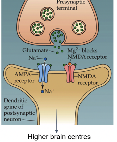 <ul><li><p><span style="font-family: Calibri">Activation of AMPA receptors lead to permeability changes that can generate action potentials in the dorsal horn neuron and send the signal to higher brain centres</span></p></li><li><p><span style="font-family: Calibri">As sodium enters the AMPA channel, depolarization occurs.</span></p></li><li><p><span style="font-family: Calibri">Only when a certain level of depolarization is reached will the Mg2+ ion in the NMDA channel be dislodged, and the NMDA channel will be activated</span></p></li></ul>