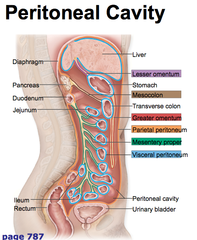 Abdominal organs