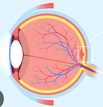 <p>sharpest vision, high cones</p>