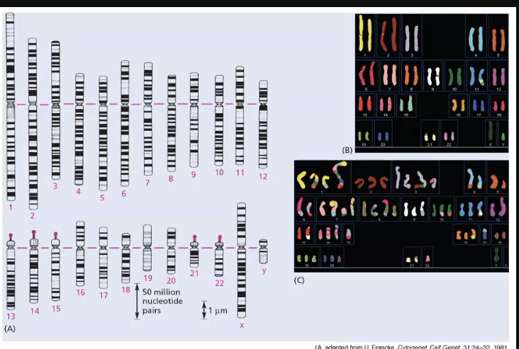<p>chromosomal aberrations</p><p>includes changes in structure of individual chromosomes and in chromosome numbers - aneuploidy </p><p>the second diagram you can see segments of different colours, 2 chromosomes instead of 2 etc</p>