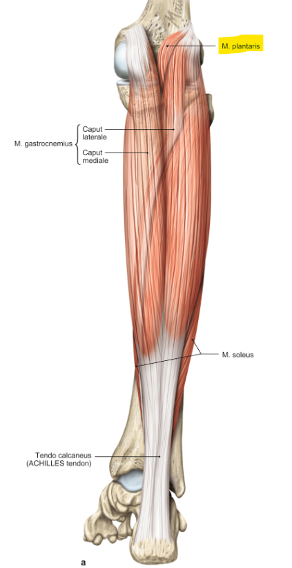 <p>m. plantaris</p><p>loopt van de laterale epicondyl van de femur naar de hiel van de voet</p><p>functie = flexie van de knie &amp; plantair flexie en supinatie van de voet</p>