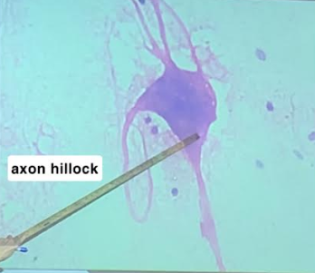 <p>Axon Hillock</p>
