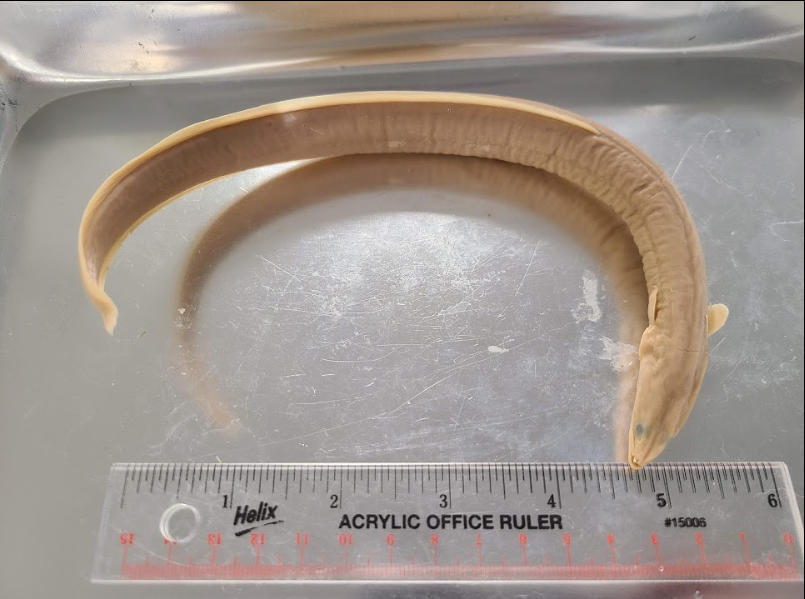 <p>What is the taxonomy, common name, and scientific name of this fish</p>