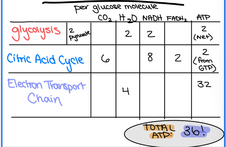<p>Glycolysis:</p><ul><li><p>2 NADH</p></li><li><p>2H<sub>2</sub>O</p></li></ul><ul><li><p>2ATP (net) 4 total</p></li></ul><p></p><p>Citric Acid Cycle (for 1 glucose)w</p><ul><li><p>4NADH</p></li><li><p>2FADH<sub>2</sub></p></li><li><p>6 CO<sub>2</sub></p></li><li><p>2 ATP (from GTP)</p></li></ul><p></p><p>Electron Transport Chain:</p><ul><li><p>4 H2O</p></li><li><p>32 ATP </p></li></ul><p></p>