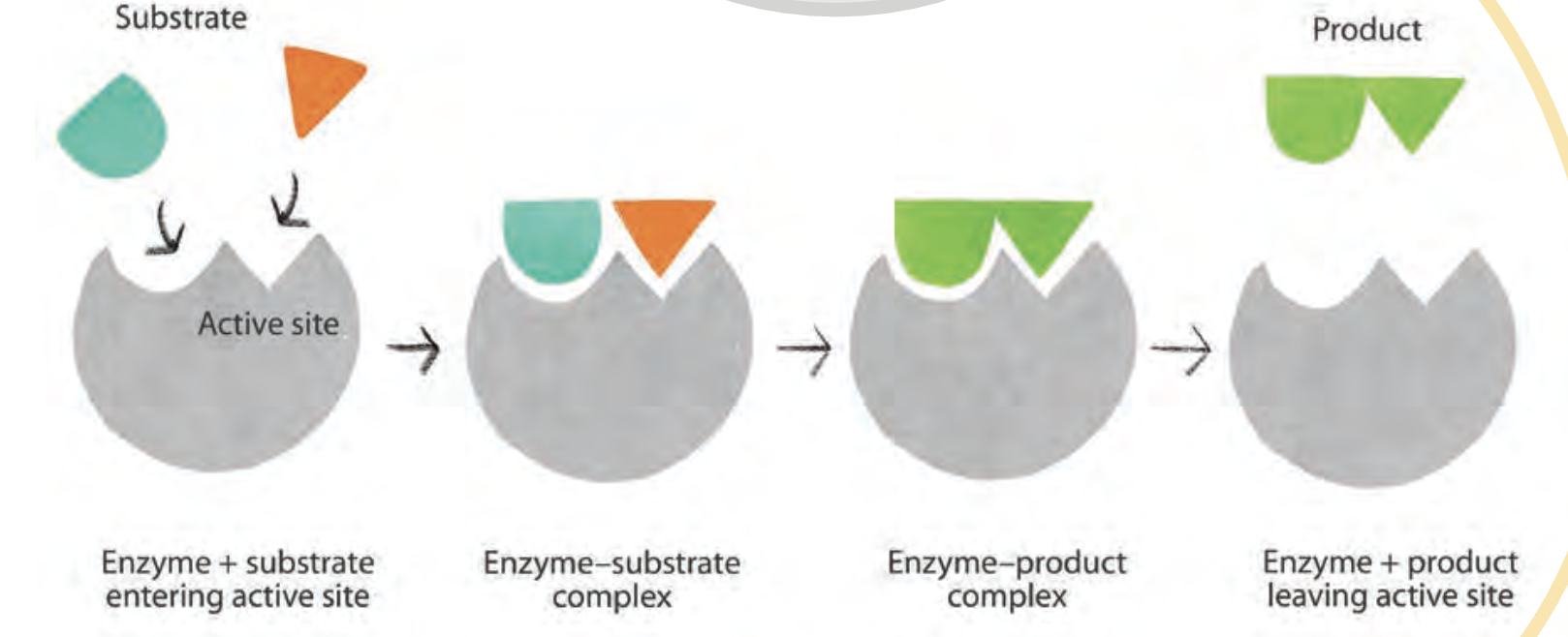 <ul><li><p>substrate</p></li><li><p>enzyme</p></li><li><p>product</p></li><li><p>active site</p></li><li><p>allosteric site</p></li></ul><p></p>