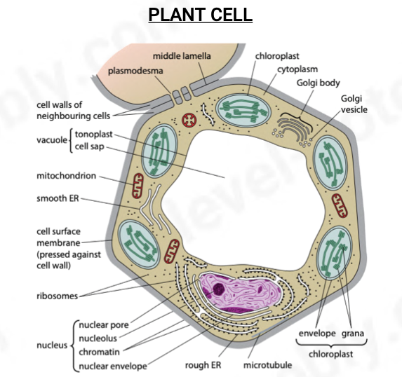 <p>plasmodesma</p><p>middle lamella</p><p>chloroplast - envelope &amp; grana</p><p>cytoplasm</p><p>golgi body</p><p>golgi vesicle</p><p>microtubule</p><p>rough ER</p><p>nucleus - nuclear pore, nucleolus, chromatin, nuclear envelope</p><p>ribosomes</p><p>cell surface membrane(pressed against cell wall)</p><p>smooth ER</p><p>mitochondrion</p><p>vacuole - tonoplast , cell sap</p><p>cell wall</p>