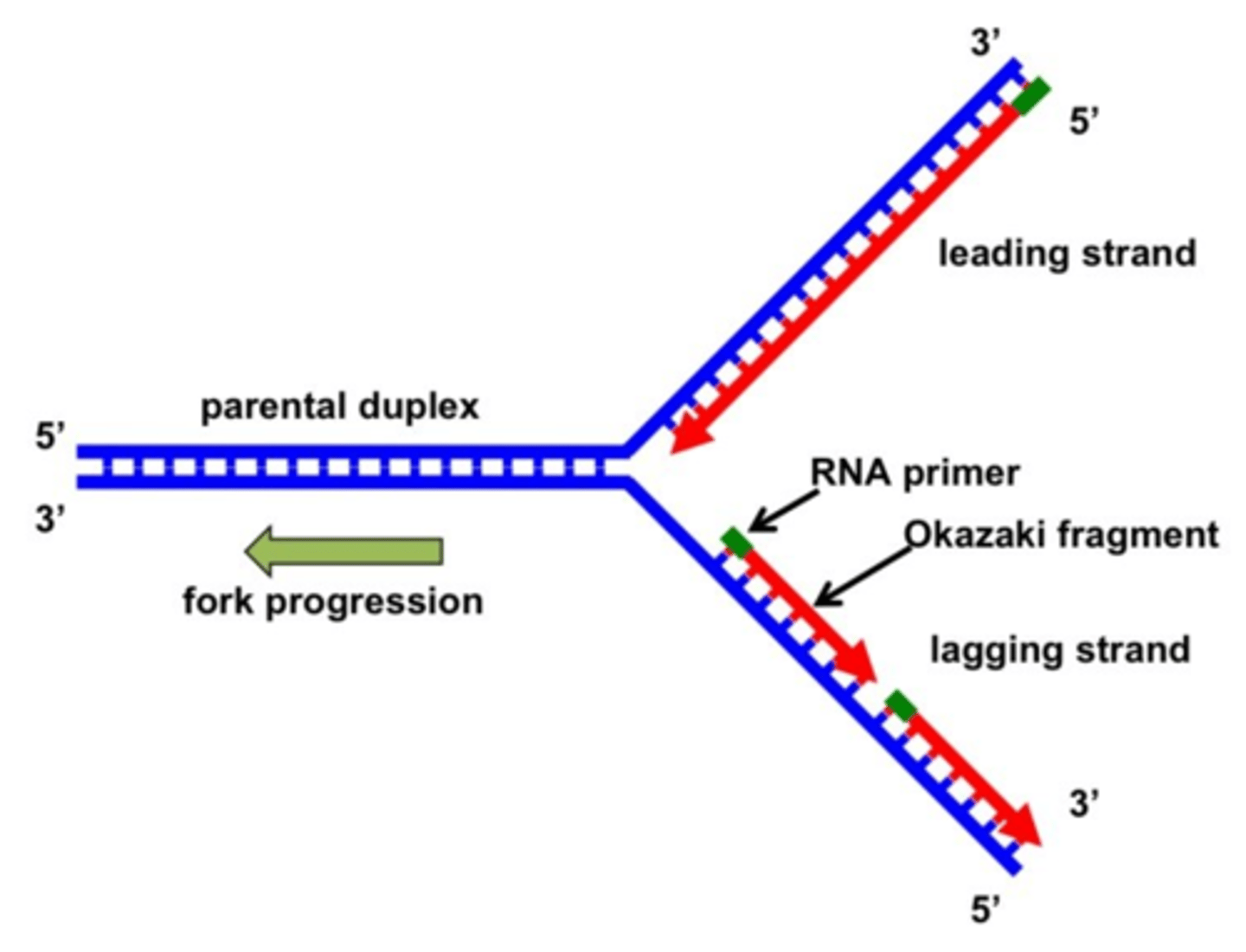 <p>Can only add nucleotides in the 5' to 3' direction</p><p>The bases must be complementary</p><p>Polymerization towards the replication fork</p>