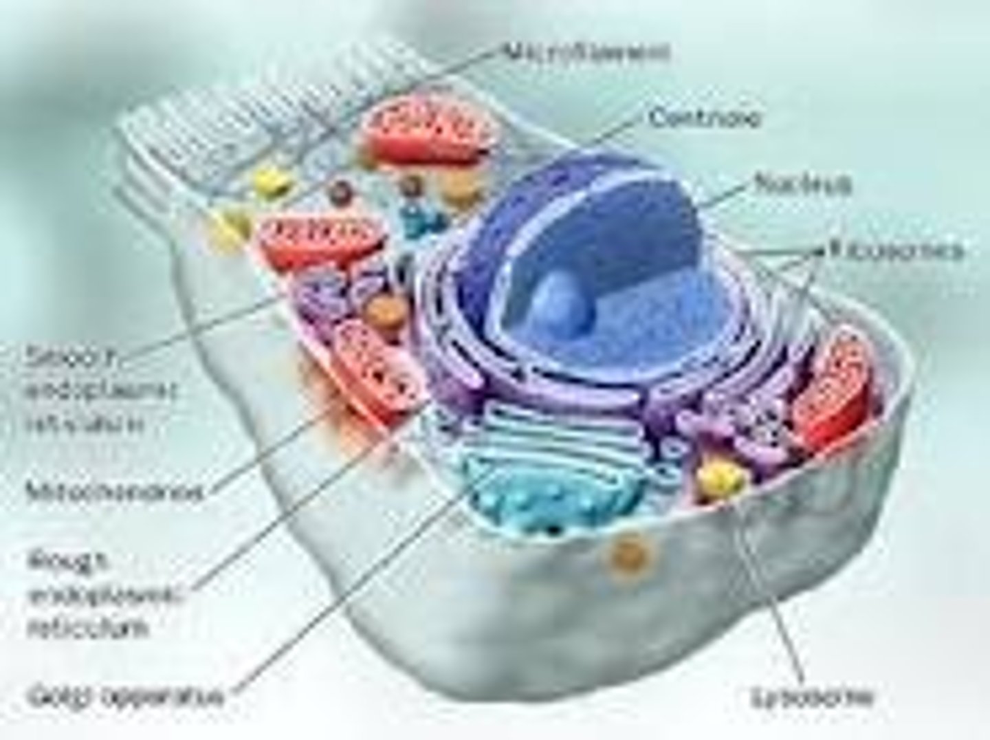 <p>An organism whose cells contain complex structures enclosed within membranes. The defining membrane bound structure thats sets them apart from prokaryotic cells is the nucleas or nuclear envelope within which the genetic material is carried. All species of large complex species are eukaryotes, including animals, plants and funghi.</p>