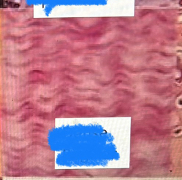 <p>What tissue is this?</p>