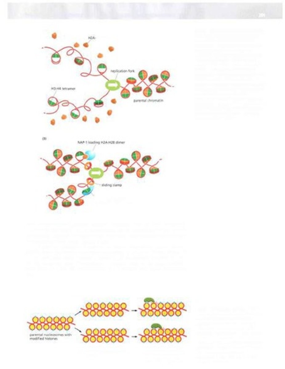 <p>Alteration in DNA sequence affecting genetic information.</p>