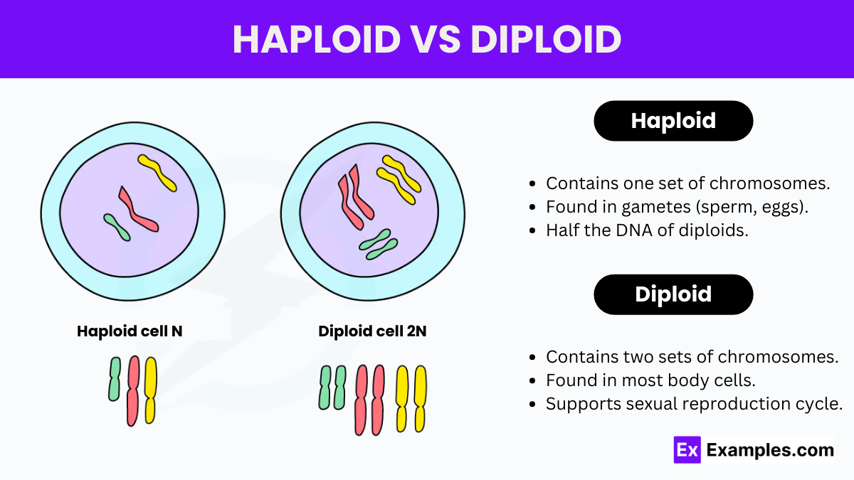 <p>Diploïd.</p>