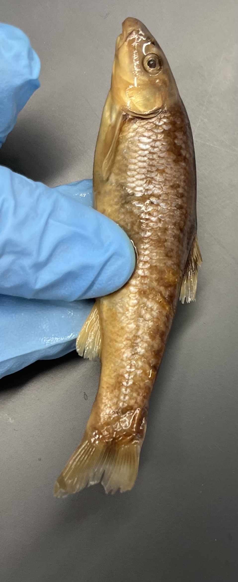 <p>Horseshoe mouth</p><p>Solid colored head</p><p>Symmetrical lateral line</p><p>Large scales</p><p>Dark area on dorsal fin</p>