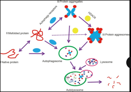 <p>­- Cytoplasmic proteins</p><p>­ - Misfolded proteins</p><p>­ - Insoluble misfolded protein complexes</p><p>(polymers, aggregates and</p><p>aggresomes)</p>
